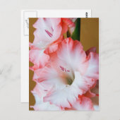 Carte Postale Gladiolus (Devant / Derrière)