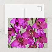 Carte Postale Gladiolus byzantin (Devant / Derrière)