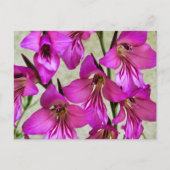 Carte Postale Gladiolus byzantin (Devant)