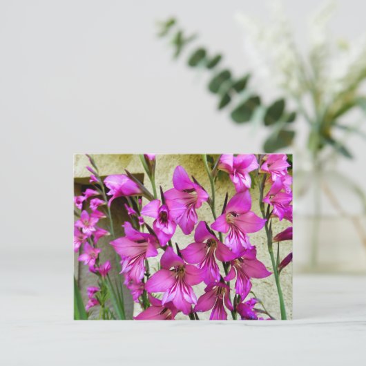 Carte Postale Gladiolus byzantin (Debout devant)