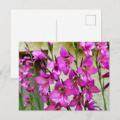 Carte Postale Gladiolus byzantin (Devant / Derrière)