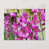 Carte Postale Gladiolus byzantin (Devant)