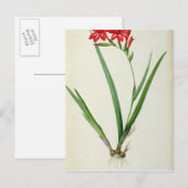 Carte Postale Gladiolus Cardinalis, de "Les Liliacées", 1805 (Devant / Derrière)