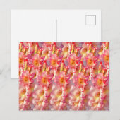 Carte Postale Gladiolus rose (Devant / Derrière)
