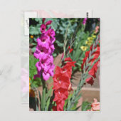 Carte Postale Gladiolus Rouge Et Rose Marche Fleurs (Devant / Derrière)