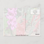 Carte Postale Gladiolus Rouge Et Rose Marche Fleurs (Dos)