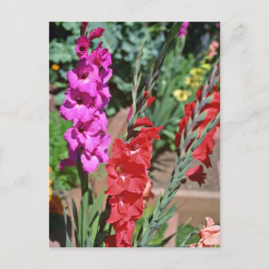 Carte Postale Gladiolus Rouge Et Rose Marche Fleurs (Devant)