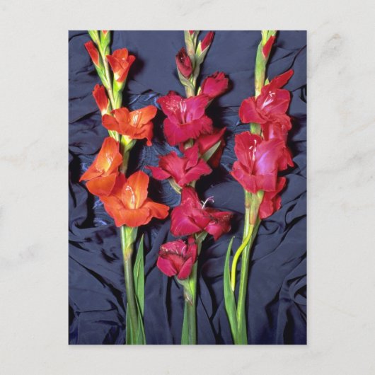 Carte Postale Gladiolus rouge, orange et écarlate (Devant)