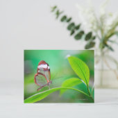 Carte Postale Glass wing butterfly relaxing on fresh green (Debout devant)