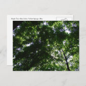 Carte Postale Glen Helen Maple (Devant / Derrière)