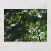 Carte Postale Glen Helen Maple (Devant)