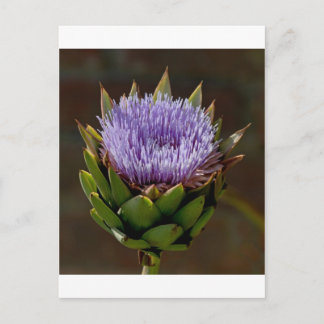 Carte Postale Globe Artichoke, Cynara Cardunculus, en fleur.