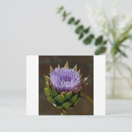 Carte Postale Globe Artichoke, Cynara Cardunculus, en fleur. (Debout devant)