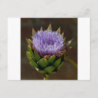 Globe Artichoke, Cynara Cardunculus, en fleur.