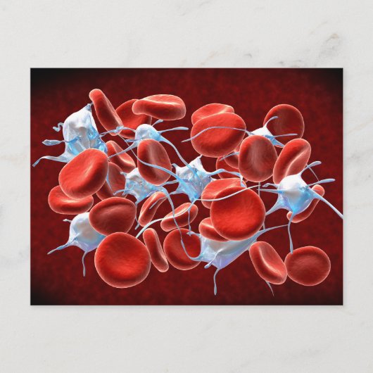 Carte Postale Globules Rouges Avec Leucocytes (Devant)