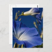 Carte Postale Gloire de matin bleue (Devant / Derrière)