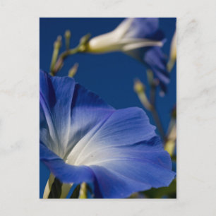 Carte Postale Gloire de matin bleue