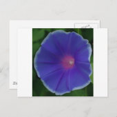 CARTE POSTALE GLOIRE DE MATIN BLEUE (Devant / Derrière)