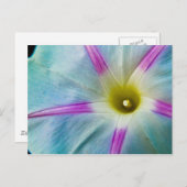 Carte Postale Gloire du matin (Devant / Derrière)