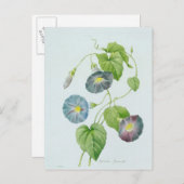 Carte Postale Gloire du matin (Devant / Derrière)