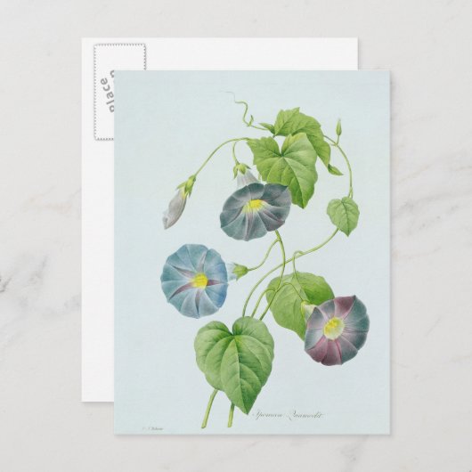 Carte Postale Gloire du matin (Devant / Derrière)