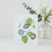 Carte Postale Gloire du matin (Debout devant)