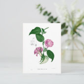 Carte Postale Gloire du matin (Argyreia sp. (Debout devant)