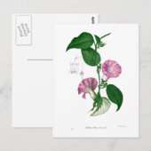 Carte Postale Gloire du matin (Argyreia sp. (Devant / Derrière)