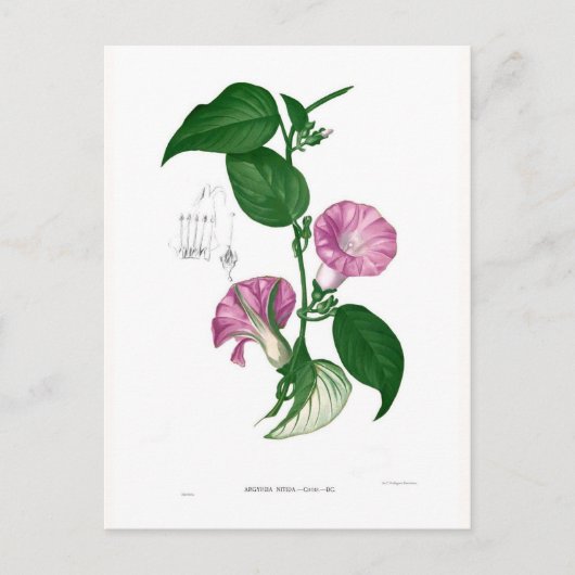 Carte Postale Gloire du matin (Argyreia sp. (Devant)