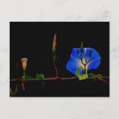 Carte Postale gloire du matin bleu (Devant)