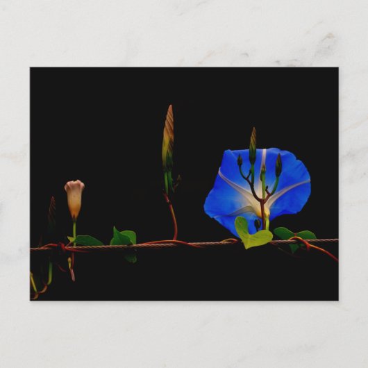 Carte Postale gloire du matin bleu (Devant)