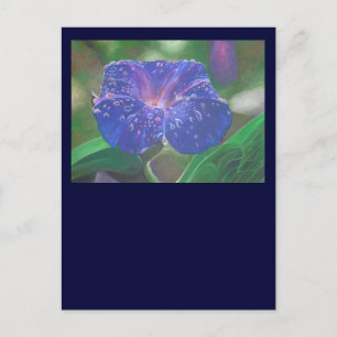 Carte Postale Gloire du matin (Ipomoea Purpurea) Pétales et rosé