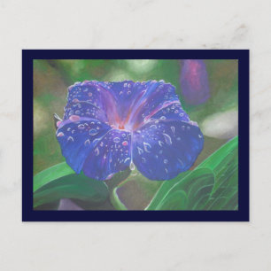 Carte Postale Gloire du matin (Ipomoea Purpurea) Pétales et rosé