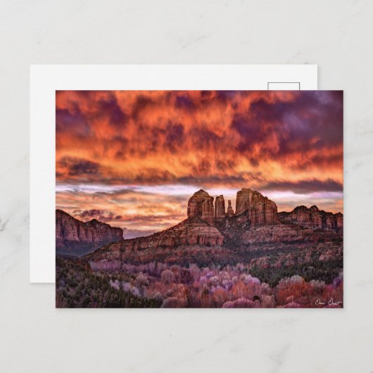 Carte Postale Gloire du matin rose (Devant / Derrière)