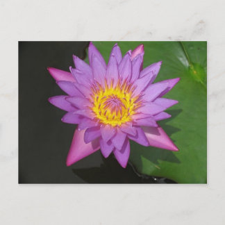 Carte Postale Gloire florissante
