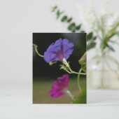 Carte postale Glories du matin (Debout devant)