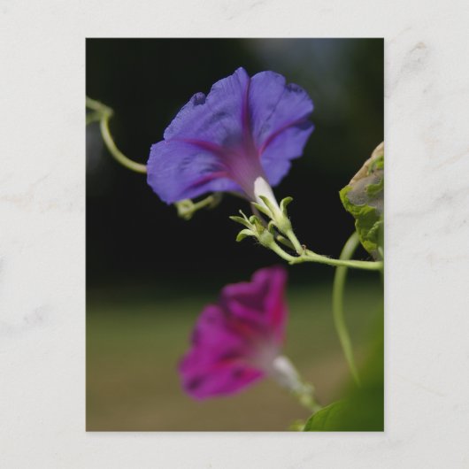 Carte postale Glories du matin (Devant)