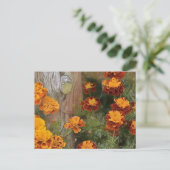 Carte Postale Glorieux Marigolds (Debout devant)
