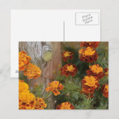 Carte Postale Glorieux Marigolds (Devant / Derrière)