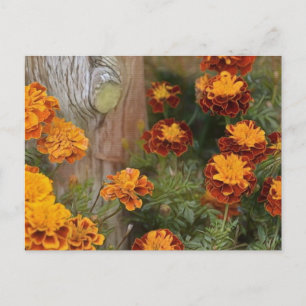 Carte Postale Glorieux Marigolds