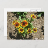 Carte postale Gloriosa Daisy (Devant / Derrière)