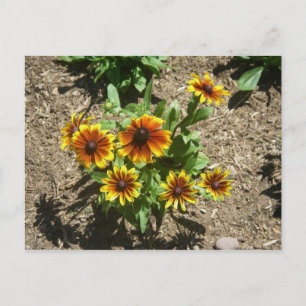 Carte postale Gloriosa Daisy