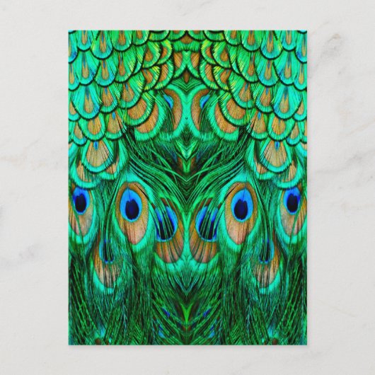 Carte Postale Glorious Peacock (Devant)