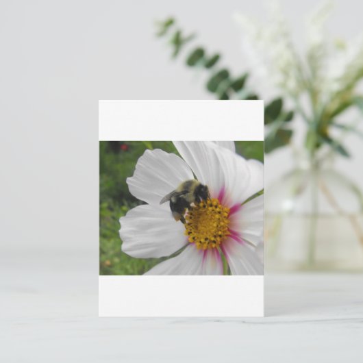 Carte Postale Glory Bee (Debout devant)