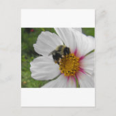 Carte Postale Glory Bee (Devant)