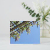 Carte Postale Glycine du Japon (Debout devant)