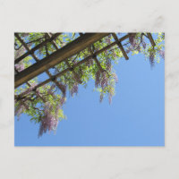 Glycine du Japon