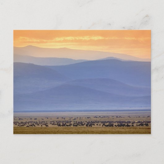 Carte Postale Gnou pendant la migration, Connochaetes (Devant)