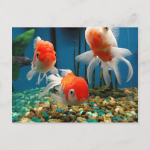Carte Postale Go Fish