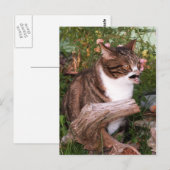 Carte postale Goacat (Devant / Derrière)